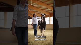 Traversale ✨ horsemanship artofriding horse equestrian workinhand [upl. by Ahsier]