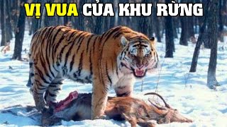 Hổ Siberia  Vị Vua Hoang Dã  Khám Phá Thế Giới Động Vật Hoang Dã [upl. by Enaek612]