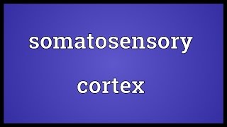 Somatosensory cortex Meaning [upl. by Fadas]