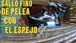 GALLO FINO DE PELEA CON EL ESPEJO [upl. by Nera555]