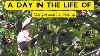 Harvesting Mangosteen and taking them to market Day in my life how to cultivate mangosteen [upl. by Sible]