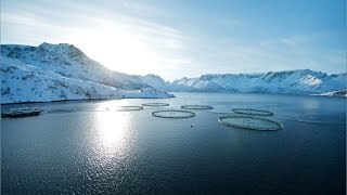 Salmon from Norway  Origin matters [upl. by Stearne]