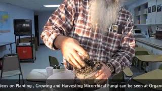 Planting Onion Seeds in Mycorrhical Fungi Inoculant [upl. by Adranoel55]