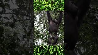 Chimpanzees in the wild shorts wildlife chimpanzee [upl. by Inad369]