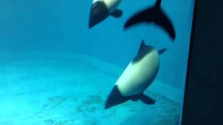 イロワケイルカ 鳥羽水族館 commersons dolphin [upl. by Aronid]