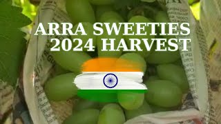 ARRA Sweeties ARRA 15 in India  2024 Harvest [upl. by Durst955]