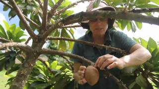 Mamey Sapote Tree  When is it ripe [upl. by Airdnat]