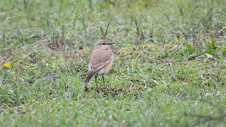 Isabelline Wheatear on the island of Texel [upl. by Drusy]