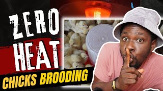 Chicks Brooding WITHOUT HEAT How I Cut Cost with AMAZING Chicken Brooder Idea [upl. by Nhabois]