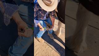 Now thats a ROCK horse hoof barn asmrcleaning cleaning asmr [upl. by Marysa]