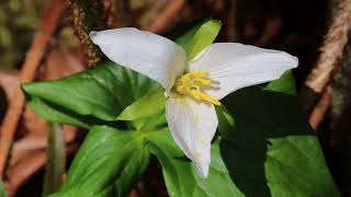 Western Trillium [upl. by Sirovat]