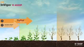 Why growers choose InVigor® R 4022P from BASF [upl. by Andria316]