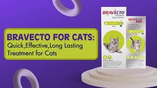 Bravecto for Cats Quick Effective Long Lasting Treatment for Cats [upl. by Dan]