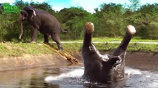 Somersaulting elephant saved from a canal [upl. by Eyoj703]