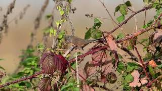 Dartford Warbler at RSPB Rainham Marshes on 4112024 [upl. by Eustasius]