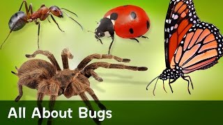 All About Bugs [upl. by Zosi]