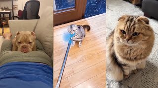 Funniest Cats and Dogs 😂 Ultimate Pet Fails Compilation Part 27  Cant Stop Laughing [upl. by Etnwahs]