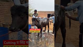 567March kDFA पशु मिले में 🌤️Cutting व सिंह बनवाने के लिए संपर्क करे  90500 30762 [upl. by Ynottirb]