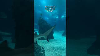 📍Oceanario de Lisboa Lisbon Portugal… travel shorts shortsvideo lisboa sea sealife nature [upl. by Shepard]