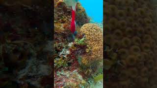 Scraping SLUDGE and SLIME 🤢 coralreef fish fyp fypシ゚viral oceanlife marinelife [upl. by Cired]