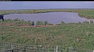 Attwater Prairie Chicken NWR Live Stream [upl. by Ettevey]