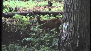 Rehwild an der Salzlecke Ricke von der Kanzel in der Schorfheide gefilmt [upl. by Yrbua]