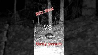 Hatsan blitz 30 possum control airgunhunting possum [upl. by Rebliw]