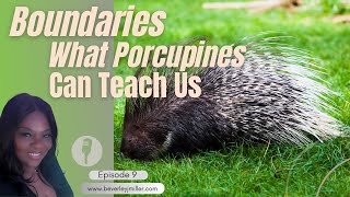 What Porcupines Teach Us About Setting Boundaries [upl. by Alehcim]