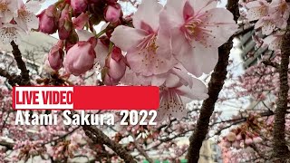 Atami Sakura A Breathtaking Cherry Blossom Experience in Japans Relaxing Hot Springs Destination [upl. by Selden]