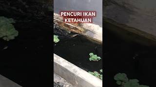 KETANGKAP BASAH PENCURI IKAN DI KOLAM [upl. by Orrocos]