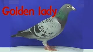 Pigeon 6Koopman Golden lady [upl. by Blondell]