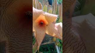 Simplemente hermosa ⭐ flor stapelia jardin [upl. by Umeh]