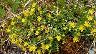 Yellow Saxifrage Blossoms Loughrigg Fells Hidden Beauty [upl. by Sheryl]