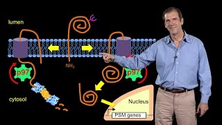 Deshaies Amgen 3 Targeting the ubiquitinproteasome system in cancer [upl. by Aisayn]