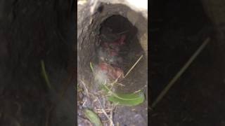 New Born Baby Rabbits in Underground Nest [upl. by Stockmon312]