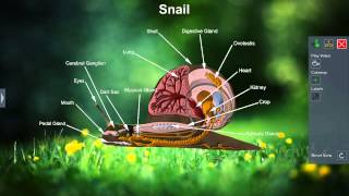 Snail [upl. by Limhaj]