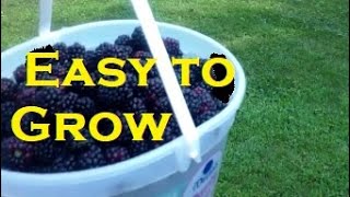 Easy to Grow Triple Crown Thornless Blackberries [upl. by Bradwell102]