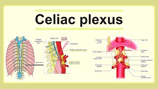 celiac plexus [upl. by Aimac]