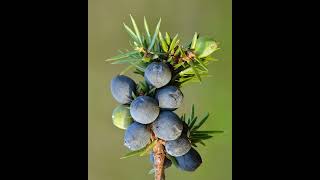 Juniper berry plants berry berries facts [upl. by Mauve]