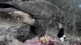 Common buzzard raven common crow magpie Mäusebusard Kolkrabe Rabenkrähe Elster 1322019 [upl. by Ellatsyrc]