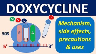 Doxycycline  Mechanism precautions side effects amp uses [upl. by Ssew]