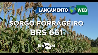 LancÌ§amento Web  Sorgo Forrageiro BRS 661 [upl. by Saravat759]