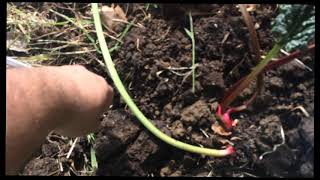 Moving and Transplanting Rhubarb [upl. by Arramahs]