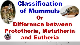 Classification of mammals  Difference between Prototheria Metatheria and Eutheria  HSR Bioinfo [upl. by Atirhs]