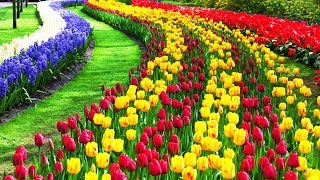 4K Beautiful Tulip Flower Field And Festival [upl. by Nellahs]