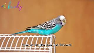 when do budgies have their first molt [upl. by Edgard]