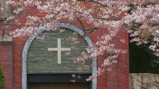 【北海道の絶景】函館の桜と町並み① Cherry blossoms and town in Hakodate [upl. by Fannie576]