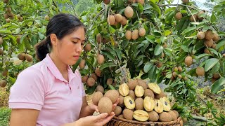 Harvesting Sapodilla fruit ripening vinegar goes to the Market sell  Gardening  Tran Thi Huong [upl. by Rennane]