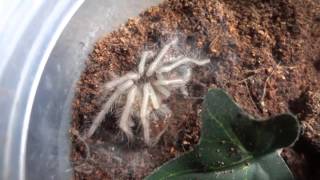 Lparahybana Tarantula Sling Molt [upl. by Kasey]