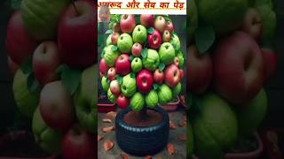 अमरूद और सब का पेड़ कैसे लगे gardening plants fruit garden guava shorst ytshorts [upl. by Colburn]